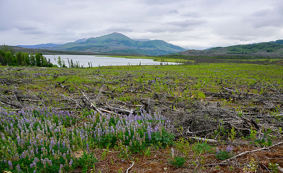 Kenai