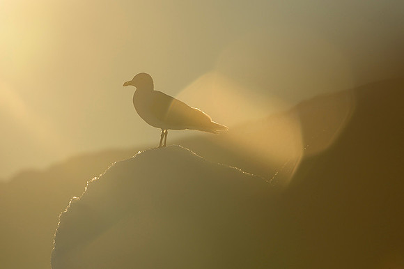 Glaucous gull
