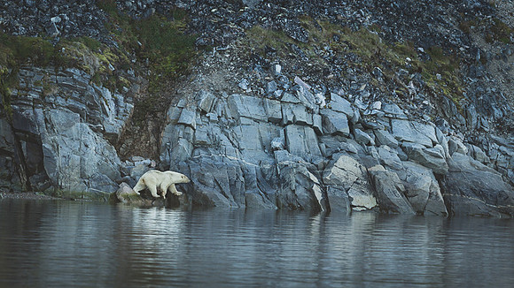 Polar bear
