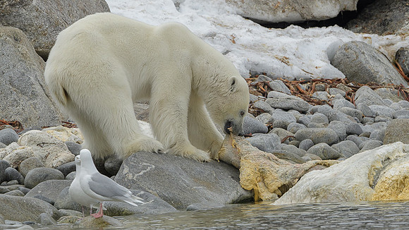 Polar bear