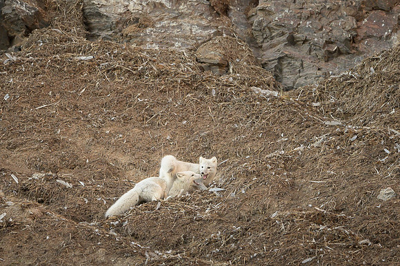 Arctic fox White
