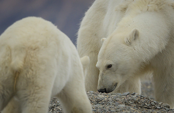 Polar bear