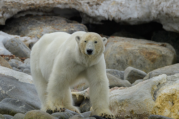 Polar bear