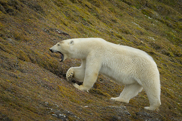 Polar bear