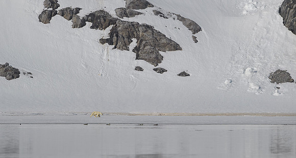 Polar bear