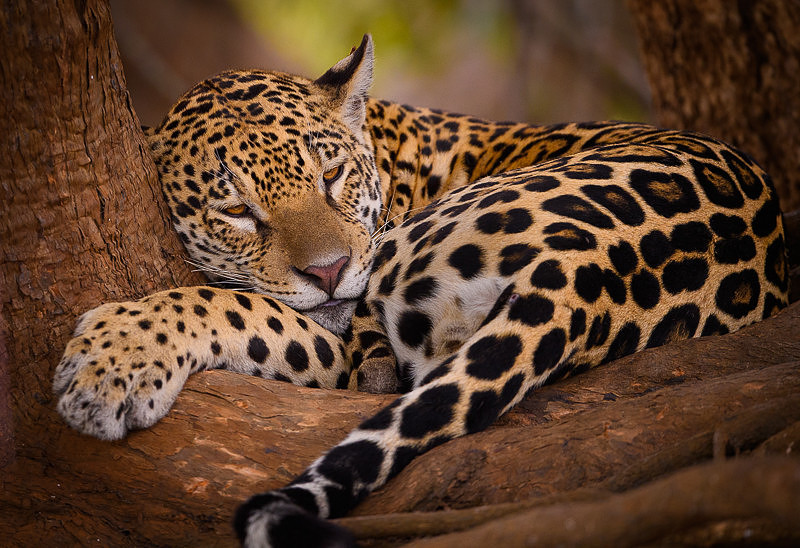 Jaguar