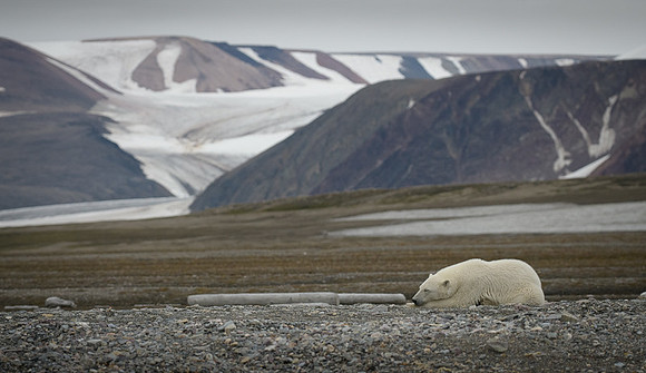 Polar bear