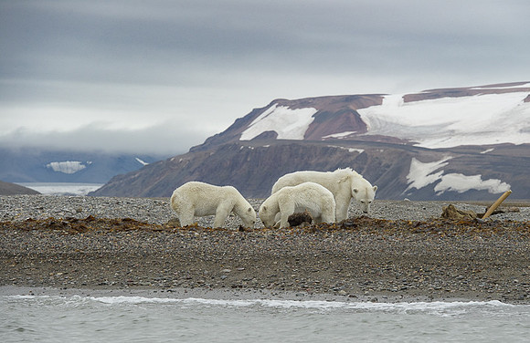 Polar bear