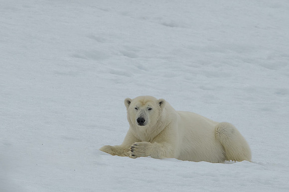 Polar bear