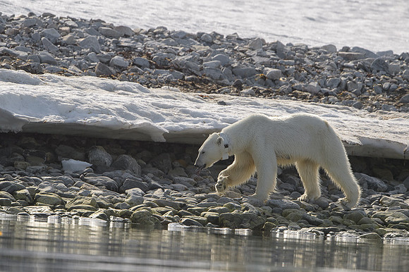 Polar bear