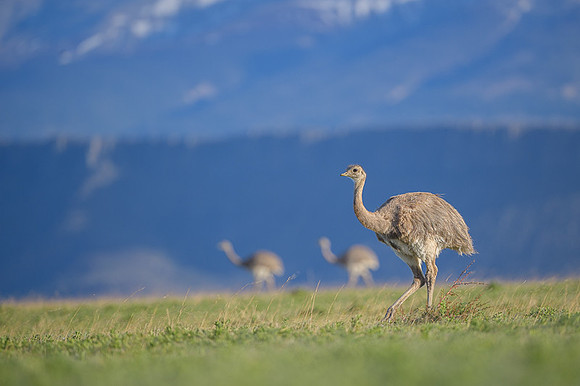Lesser Rhea