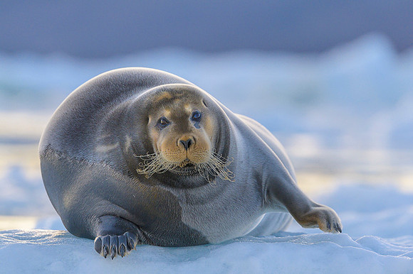 Bearded seal
