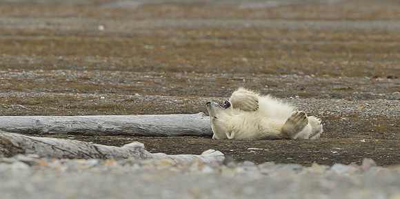 Polar bear