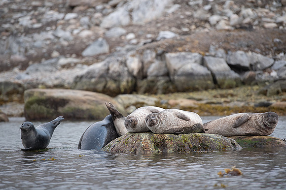 Harbor seal