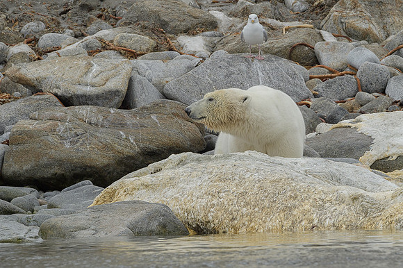 Polar bear