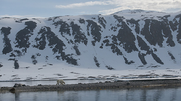 Polar bear
