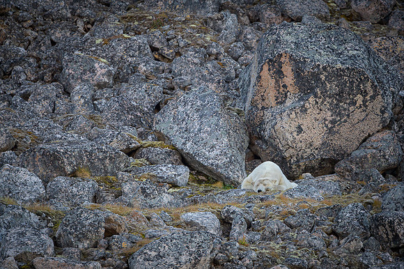 Polar bear
