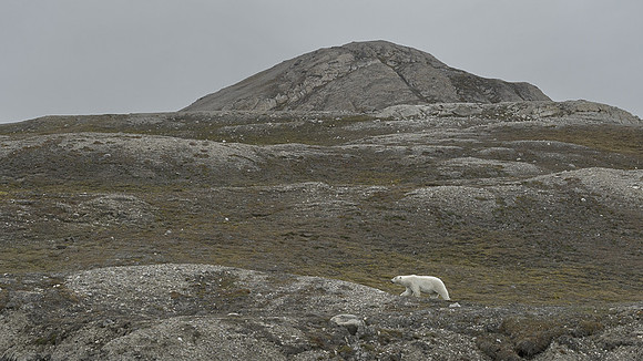Polar bear