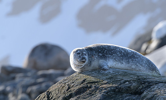 Harbor seal