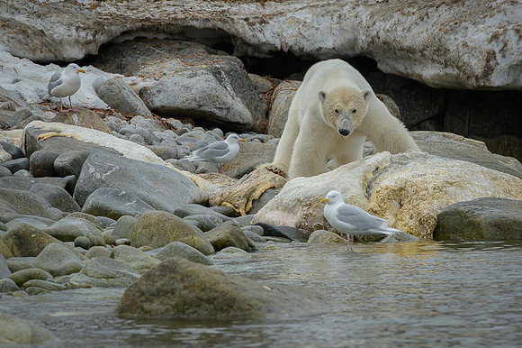 Polar bear