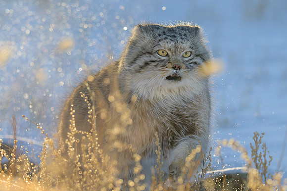 Pallas's cat