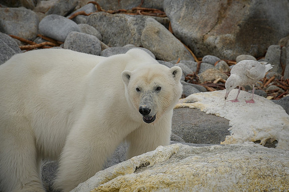 Polar bear