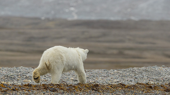 Polar bear