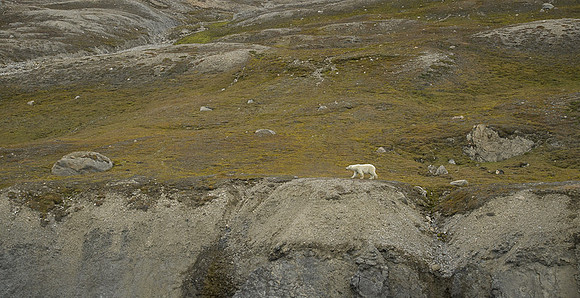 Polar bear