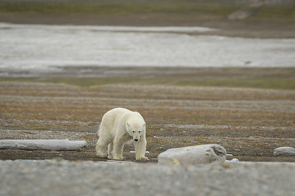 Polar bear