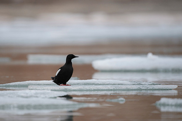 Black guilemot