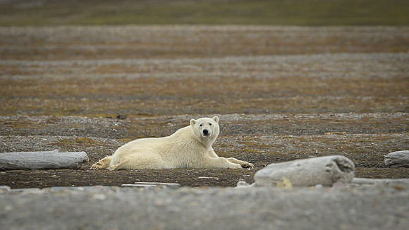 Polar bear