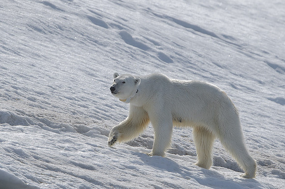 Polar bear