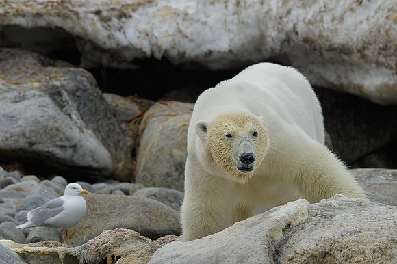 Polar bear