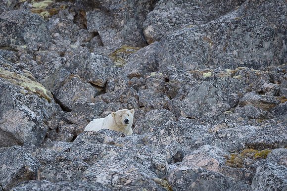 Polar bear