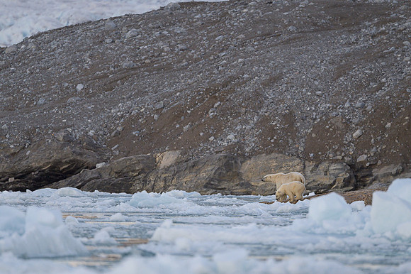 Polar bear