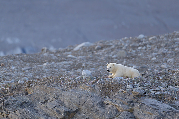Polar bear