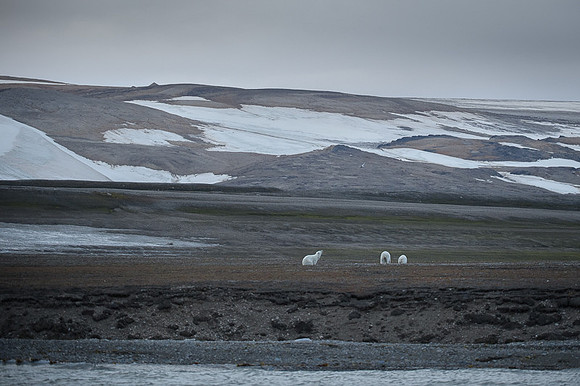 Polar bear