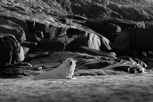 Polar bear