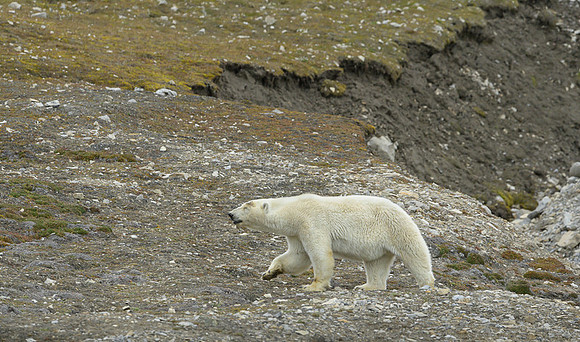 Polar bear