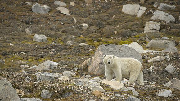 Polar bear