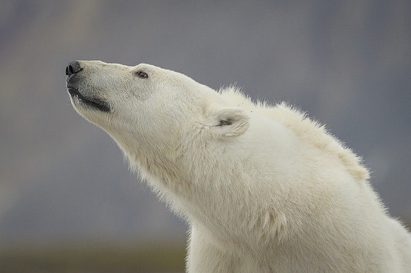Polar bear