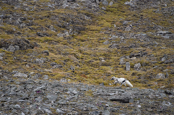 Arctic fox White