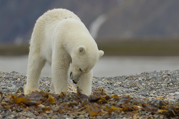 Polar bear