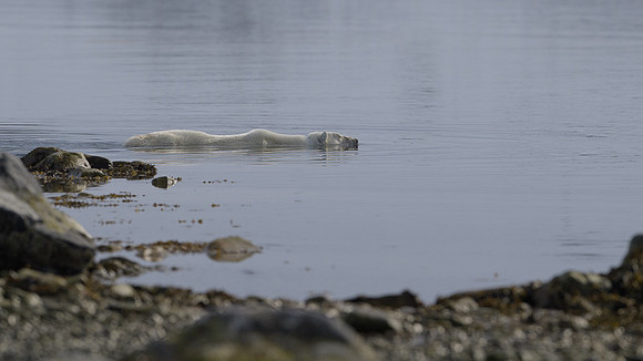 Polar bear