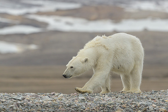 Polar bear