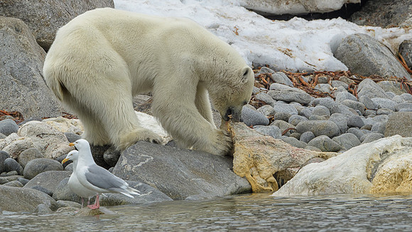 Polar bear