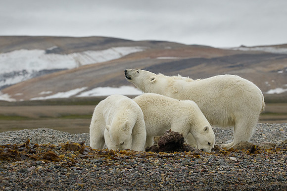 Polar bear