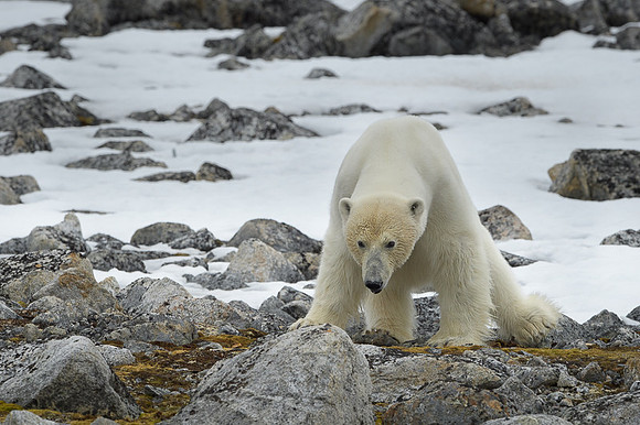 Polar bear