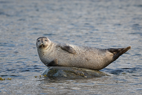 Harbor seal