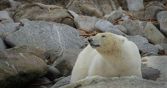 Polar bear